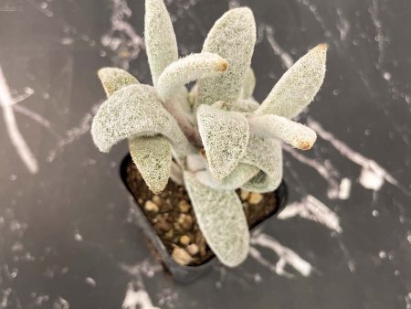 Kalanchoe eriophylla – Snow White Panda Plant on Sale