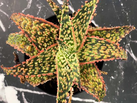 Crimson Dragon Aloe on Sale