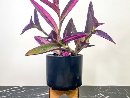 Setcreasea purpurea - Purple Heart For Sale