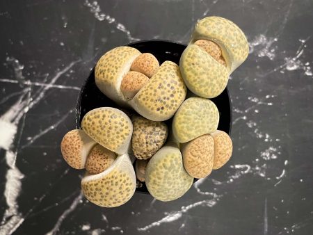 Lithops spp. - Living Stones Sale