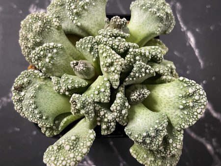 Titanopsis calcareum - Concrete Leaf Succulent (Mimicry Plant) For Cheap