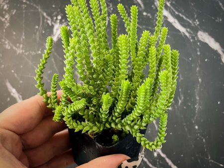 Crassula lycopodioides - Watch Chain   Princess Pine For Sale