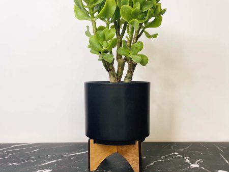 Crassula ovata undulatifolia - Ripple Jade Plant Online