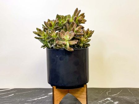 Vera Higgens Graptosedum on Sale