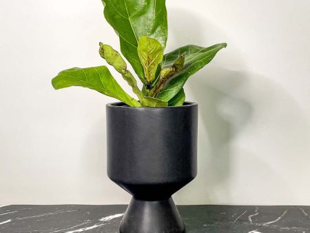 Ficus  Suncoast Fiddleleaf Fig  Cheap