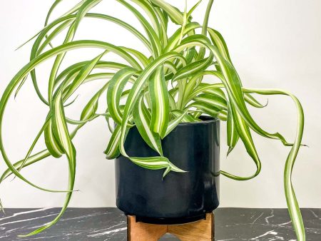 Bonnie Chlorophytum (Curly Spider Plant) Online now