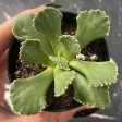 Aloinopsis malherbei - Giant Jewel Plant For Sale