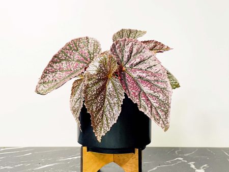 Begonia  Miss Mummy  on Sale