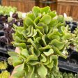 Crassula ovata undulatifolia - Ripple Jade Plant Online