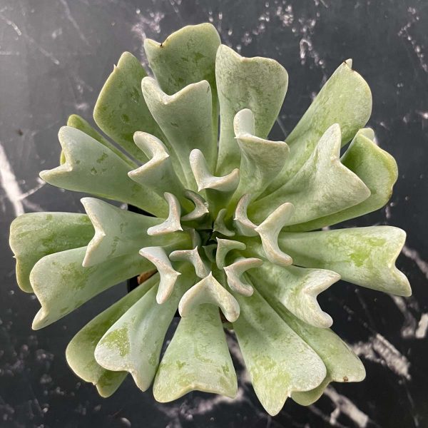 Topsy Turvy Echeveria Supply