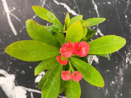 Mini Eos Euphorbia (Crown of Thorns) on Sale