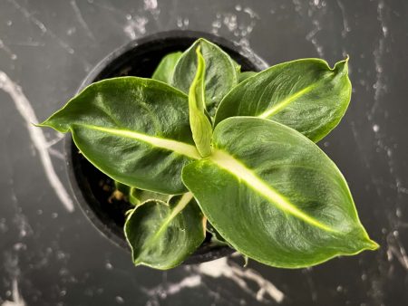 Green Magic Dieffenbachia Online