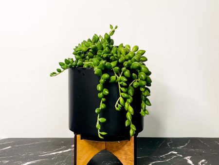 String of Tears Senecio Hot on Sale