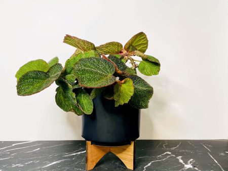 Begonia  Morocco  For Cheap