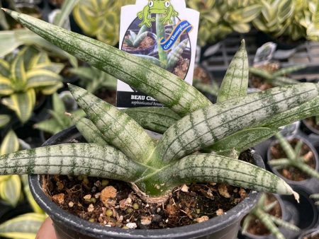 Boncel Sansevieria (Starfish Snake Plant) For Cheap