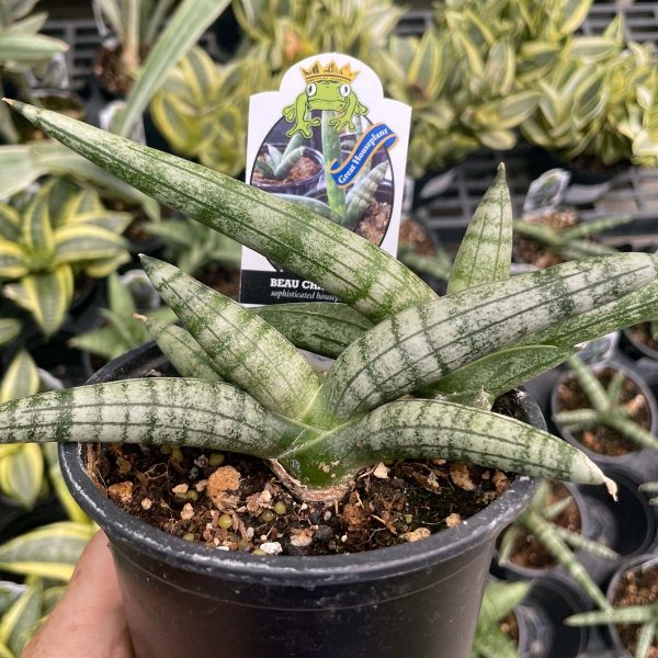 Boncel Sansevieria (Starfish Snake Plant) For Cheap