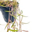 Ceropegia linearis - String of Needles Hot on Sale