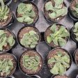 Aloinopsis malherbei - Giant Jewel Plant For Sale