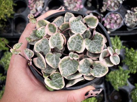 Ceropegia woodii f. variegata - Variegated String of Hearts (Rosary Vine) For Sale