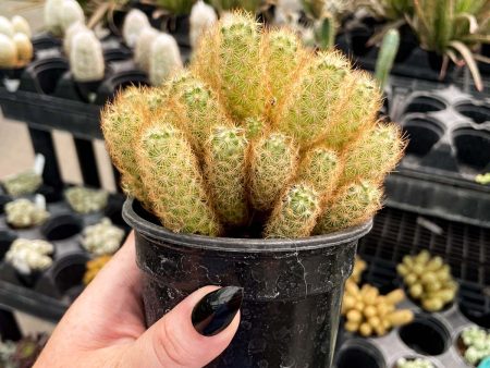 Mammillaria elongata - Ladyfinger Cactus For Sale