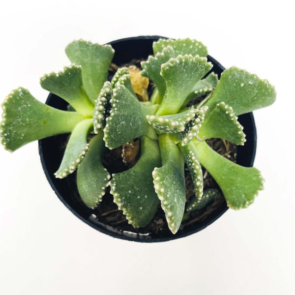 Aloinopsis malherbei - Giant Jewel Plant For Sale