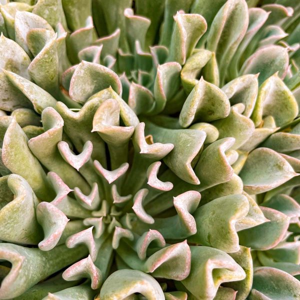 Topsy Turvy Echeveria Supply