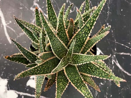 Purple Haze Aloe Online