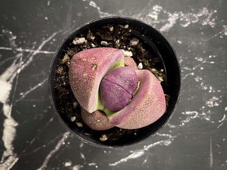 Royal Flush Pleiospilos (Purple Split Rock) Hot on Sale