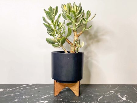 Tricolor Crassula - Tricolor Jade Plant Online now