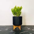 Hobbit Crassula - Jade Plant on Sale