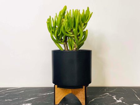 Hobbit Crassula - Jade Plant on Sale