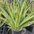 Aloe vera Supply