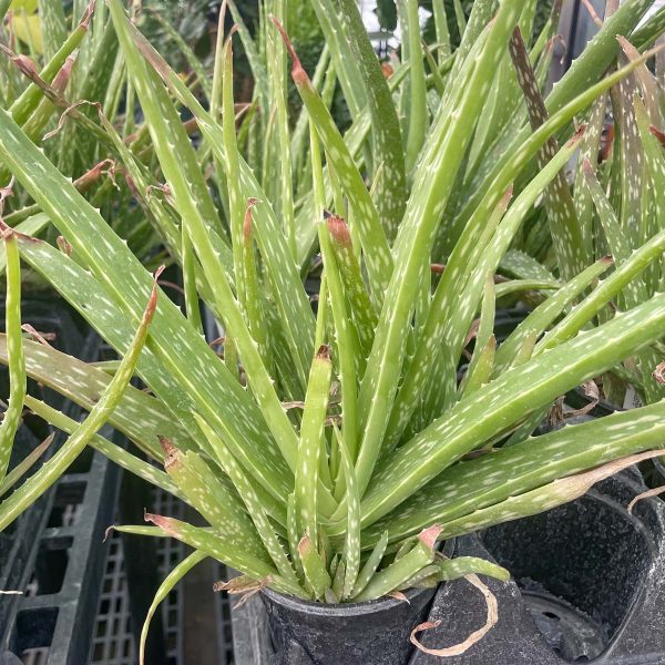 Aloe vera Supply