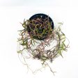 Ceropegia linearis - String of Needles Hot on Sale