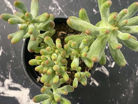 Blue Jelly Bean Sedum For Cheap