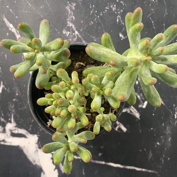 Blue Jelly Bean Sedum For Cheap