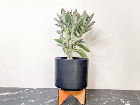 Kalanchoe tomentosa - Panda Plant Online now