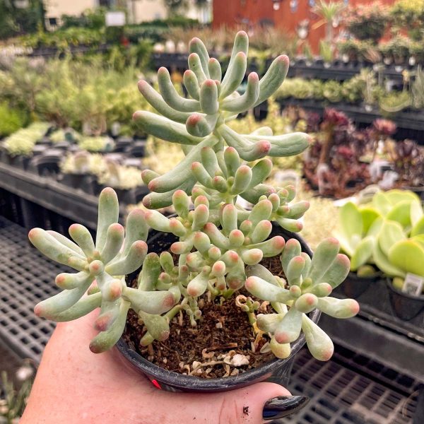 Blue Jelly Bean Sedum For Cheap