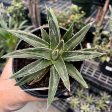 Porcupine Agave (Century Plant) Online now