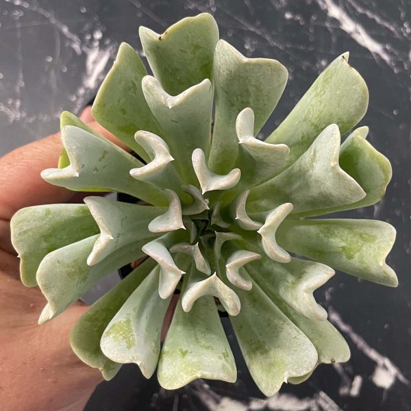 Topsy Turvy Echeveria Supply