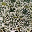 Topsy Turvy Echeveria Supply