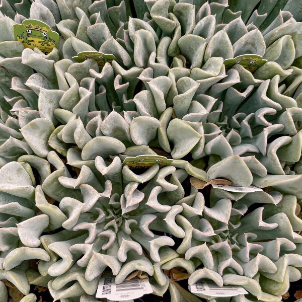 Topsy Turvy Echeveria Supply