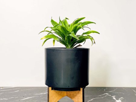 Janet Craig Compact Dracaena Fashion