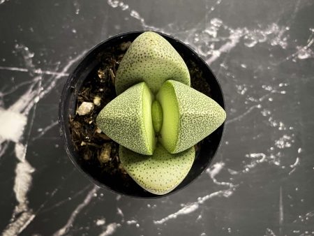 Pleiospilos nelii - Split Rock Online Sale