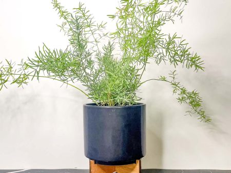 Sprengeri Asparagus - Sprenger s Asparagus Fern Hot on Sale