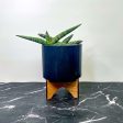 Boncel Sansevieria (Starfish Snake Plant) For Cheap