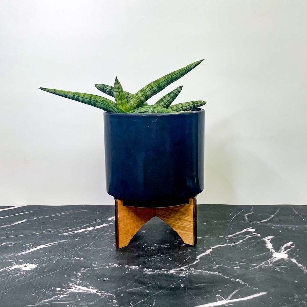 Boncel Sansevieria (Starfish Snake Plant) For Cheap