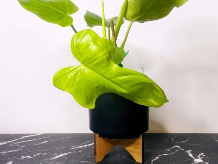 Golden Violin Philodendron For Cheap