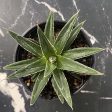 Porcupine Agave (Century Plant) Online now