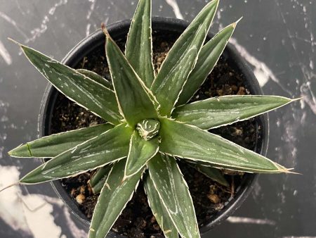 Porcupine Agave (Century Plant) Online now